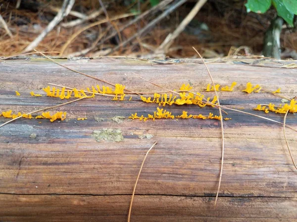 Funghi Gialli Che Crescono Tronchi Decomposizione Decomposizione — Foto Stock