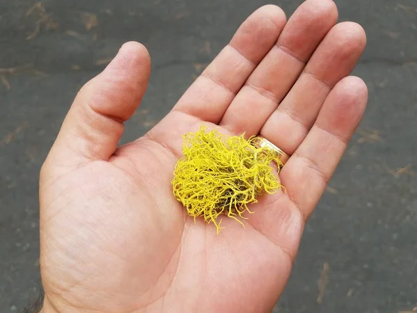 Sarı Liken Elinde Altın Yüzükle Avucunun Içinde — Stok fotoğraf