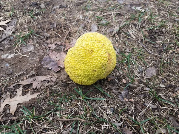 Żółty Piłka Tenisowa Owoce Brązowej Zielonej Trawie Lub Trawniku — Zdjęcie stockowe