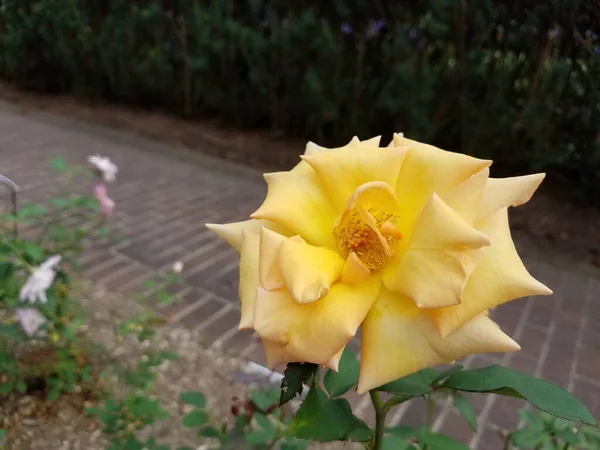 Une Fleur Jaune Sur Une Plante Aux Feuilles Vertes — Photo