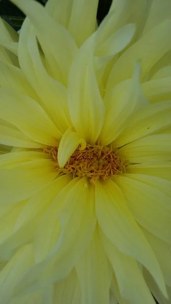 Gele Bloemen Bloemblaadjes Bloeien Bloeien Van Dichtbij — Stockfoto