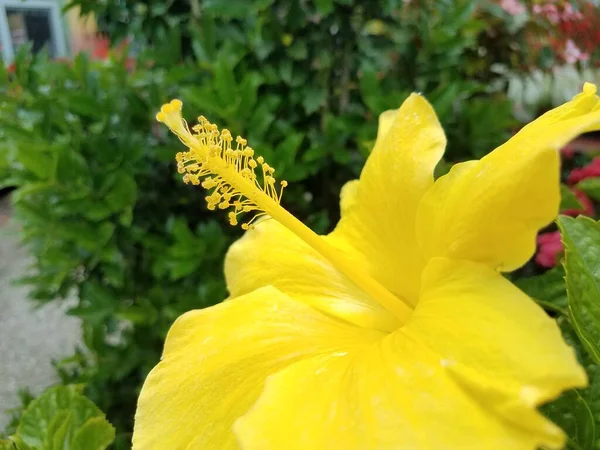 Yellow Flower Blossom Bloom Spring — Stock Photo, Image