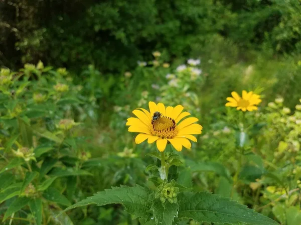 Gelbe Blume Mit Biene Und Grünen Blättern Wildblumenfeld — Stockfoto