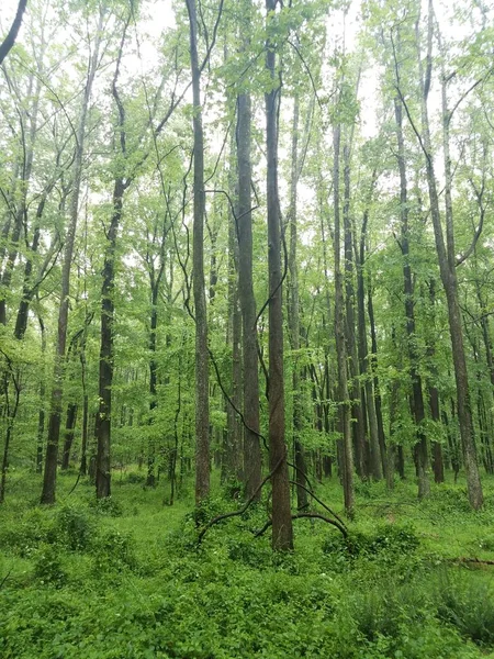 Ormandaki Ormandaki Bir Ağaca Sarılmış Asmalar — Stok fotoğraf