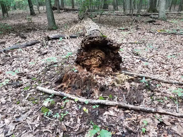 Упавшее Разлагающееся Гниющее Дерево Лесу — стоковое фото