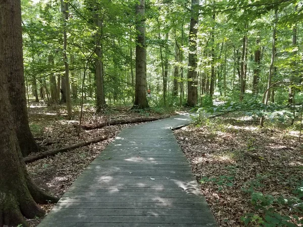 Passerella Legno Nel Bosco Con Molti Alberi — Foto Stock