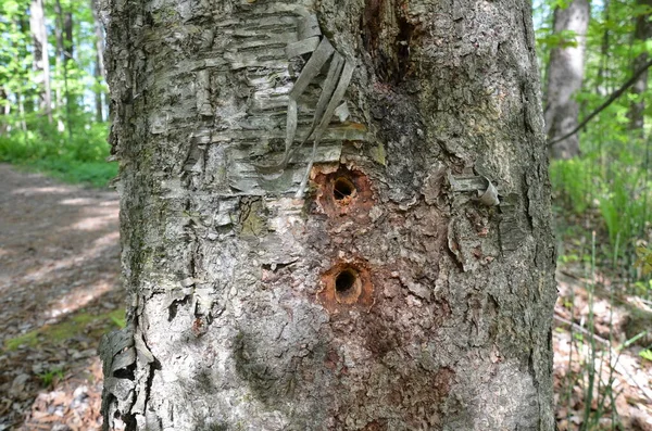 Trous Pic Dans Arbre Avec Écorce Écorce Brune Sur Tronc — Photo