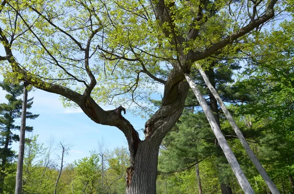 wooden supports or poles on old tree branches