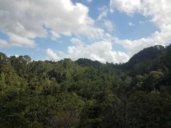 波多黎各Guajataca森林的绿树 植物和木制观察塔 — 图库照片