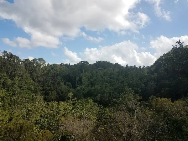 Árboles Plantas Verdes Torre Observación Madera Bosque Guajataca Puerto Rico — Foto de Stock