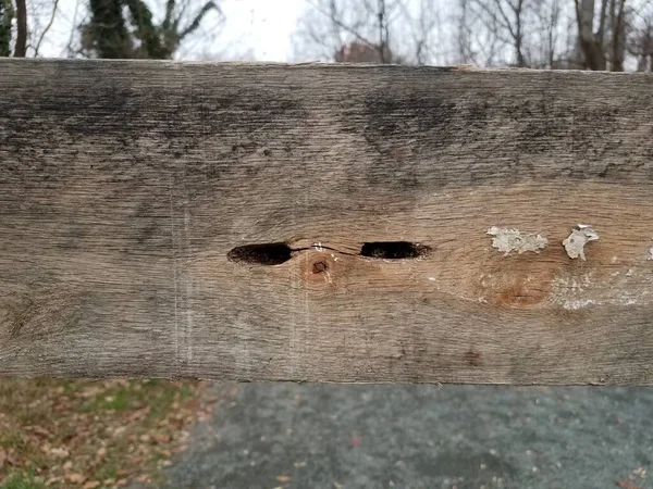 Holzbrett Mit Schreinerbienen Insektenschaden Und Grauen Steinen — Stockfoto