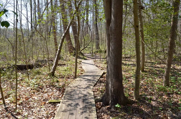 wood boardwalk or trail with trees in forest or woods
