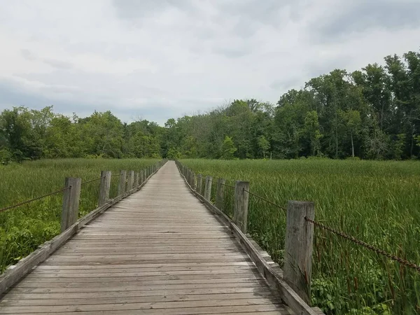 Wood Trail Wetland Swamp Plants — Stock Photo, Image