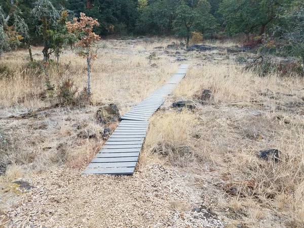 Holzbrettweg Oder Pfad Wald Oder Wald Mit Bäumen Und Braunen — Stockfoto