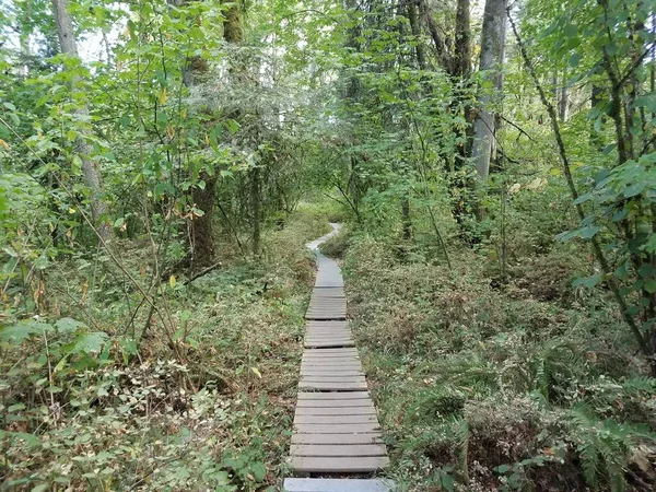 Holzbrettweg Oder Pfad Wald Oder Wald Mit Bäumen — Stockfoto