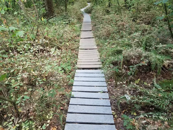 wood board trail or path in forest or woods with trees