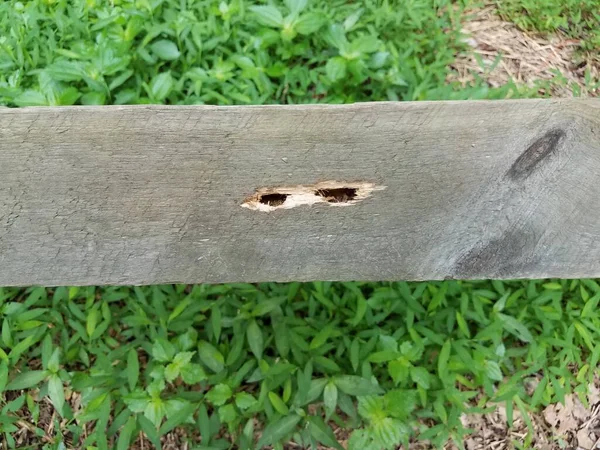 木料板受损 木料板上有蜜蜂孔 — 图库照片