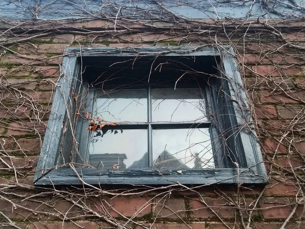 Vines Plant Red Brick Wall Masonry Window — 스톡 사진