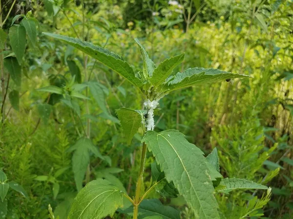 Sostanza Bianca Appiccicosa Stelo Pianta Verde — Foto Stock