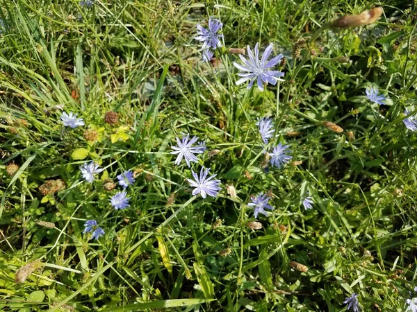 Pequena Flor Silvestre Azul Violeta Folhas Verdes — Fotografia de Stock