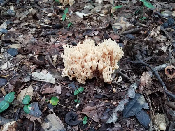 Witte Gele Paddenstoelen Die Groeien Gevallen Bruine Bladeren — Stockfoto