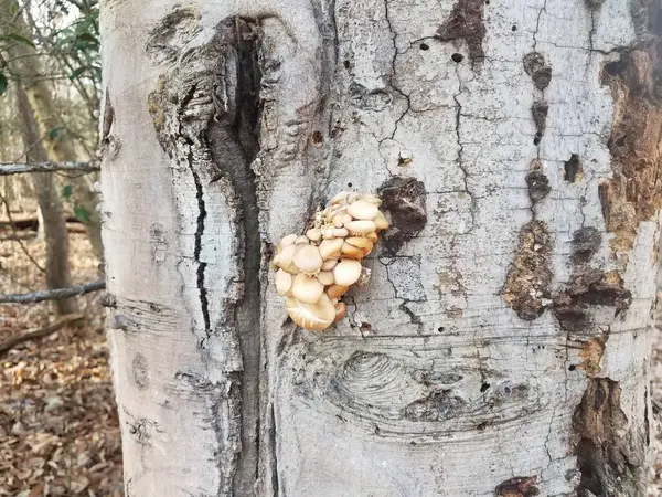森や森の木の幹に生えている白や黄褐色のキノコや真菌 — ストック写真
