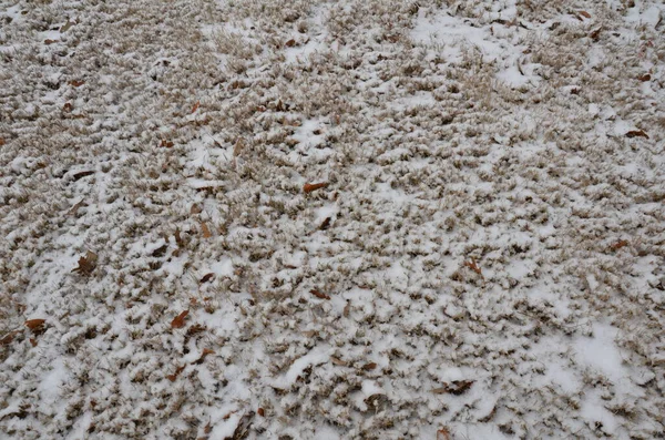 White Snow Ice Brown Grass Lawn Yard Winter — Stock Photo, Image