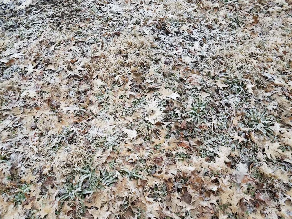 Nieve Blanca Hielo Sobre Hojas Marrones Hierba Césped —  Fotos de Stock