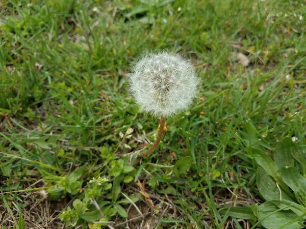 White Dandelion Seeds Weed Green Grass Lawn — ストック写真