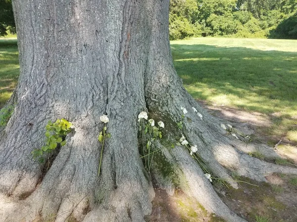 Umieranie Cięte Białe Róże Podstawie Drzewa — Zdjęcie stockowe