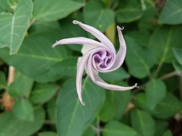 Eine Weiße Und Lila Spiralförmige Blume Auf Einer Pflanze — Stockfoto