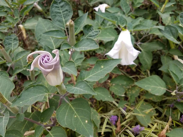 Une Fleur Spirale Blanche Violette Sur Plante — Photo