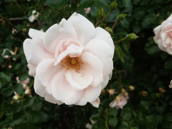 Pétalas Rosa Branca Arbusto Verde Perto — Fotografia de Stock