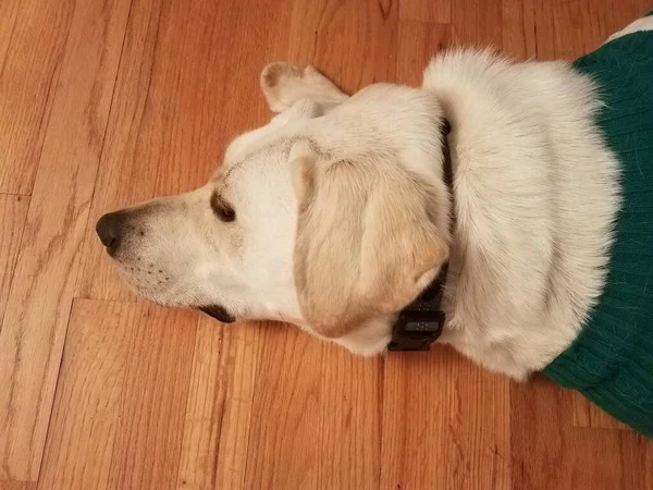 緑のセーターの茶色の木の床に白いペットの犬 — ストック写真
