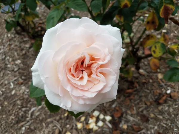 Ένα Λευκό Και Ροδάκινο Λουλούδι Στο Φυτό Πράσινα Φύλλα — Φωτογραφία Αρχείου