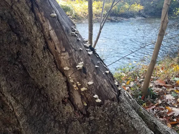 Weiße Pilze Auf Einem Baumstamm Ufer Eines Flusses — Stockfoto