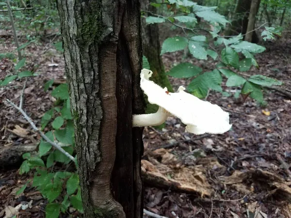 Cogumelo Branco Crescendo Lado Uma Árvore — Fotografia de Stock