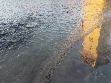 Puerto Rico, Ponce 'daki La Guancha' da beyaz turna kuşu ve tarpon balığı.