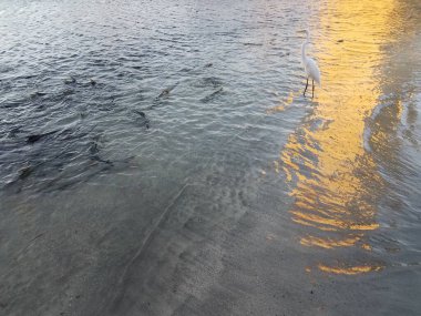 Puerto Rico, Ponce 'daki La Guancha' da beyaz turna kuşu ve tarpon balığı.