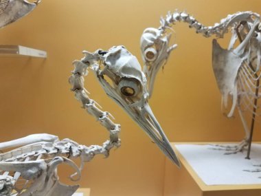 Göz çukurlu, uzun gagalı ve uzun boyunlu beyaz kuş iskeletleri