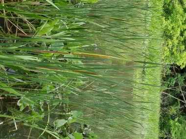 Çimenli ve ağaçlı bataklık arazisi