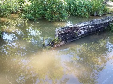 Gölde, sularda ya da bataklıkta çürüyen odun kütükleri.