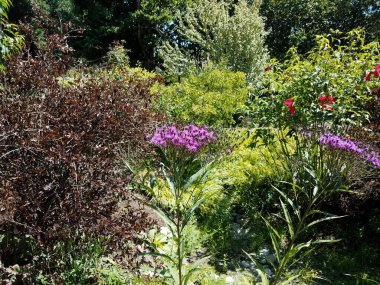 İlkbaharda açan pembe çiçekli yeşil bitkiler ya da otlar