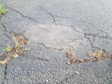 Siyah asfaltta çatlaklar içinde büyüyen bitki.