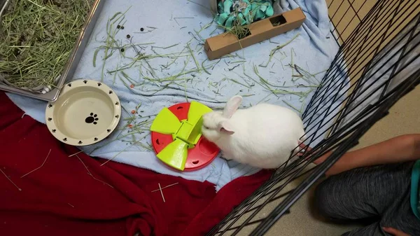 Белый Кролик Кролик Питомец Клетке Ящике Миской Еды Коробкой Мусора — стоковое фото