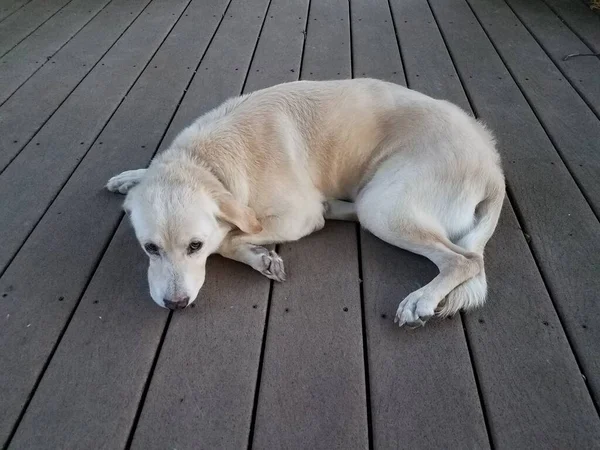 Cão Peludo Branco Descansando Convés Madeira Marrom — Fotografia de Stock