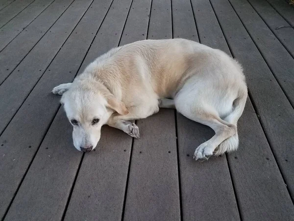 Vit Lurvig Hund Vilar Brunt Trädäck — Stockfoto