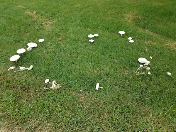 绿草或草坪上圆形的白色蘑菇或真菌 — 图库照片