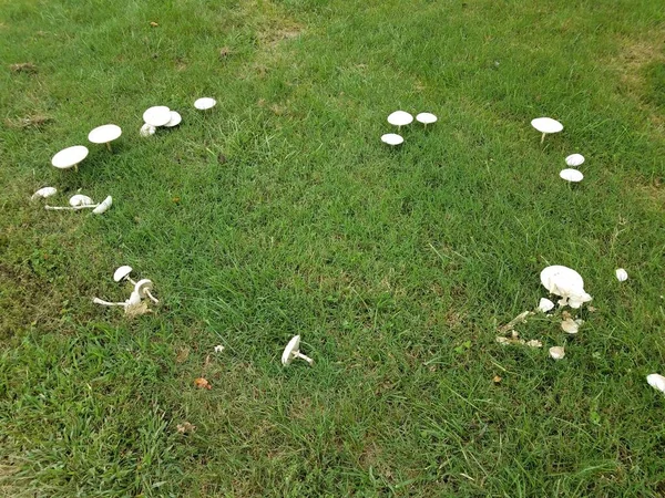 绿草或草坪上圆形的白色蘑菇或真菌 — 图库照片