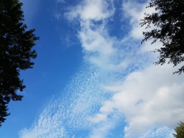 Άσπρα Χνουδωτά Σύννεφα Στον Γαλάζιο Ουρανό Δέντρα — Φωτογραφία Αρχείου
